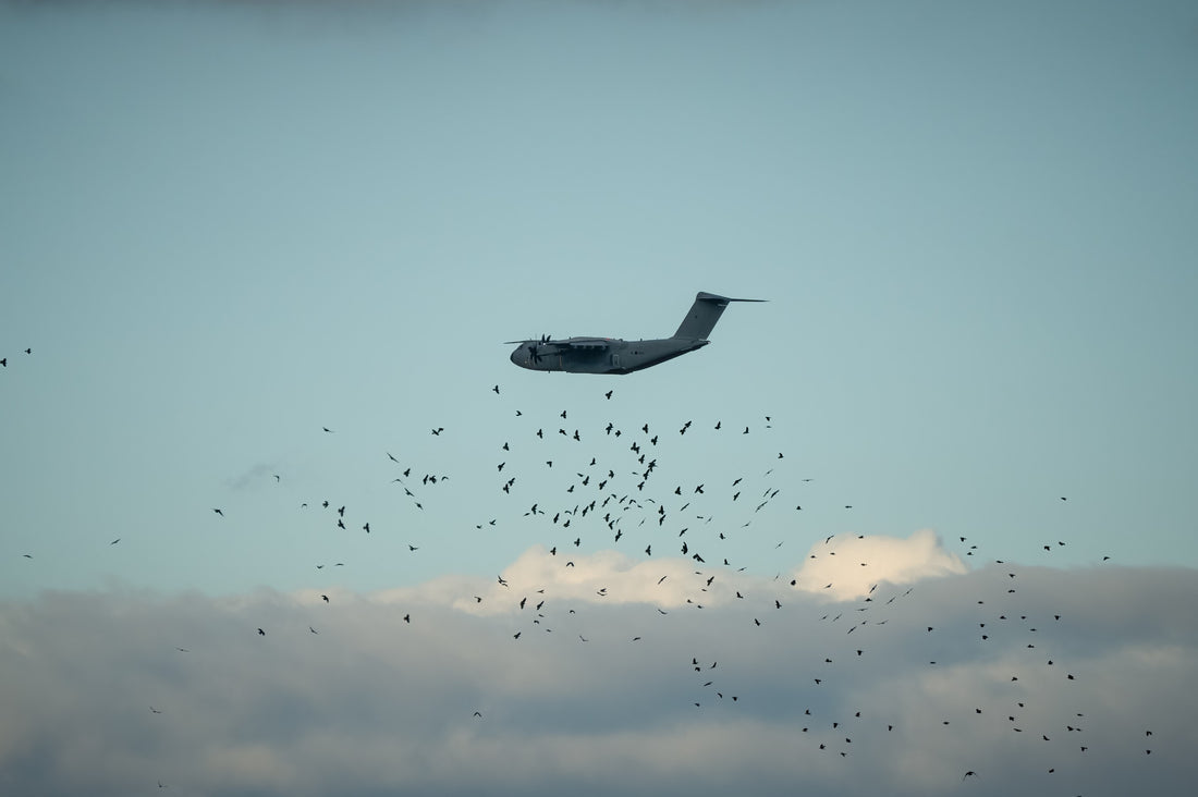 Why you should consider impact resistant lenses: Bird strikes aren't the only reason